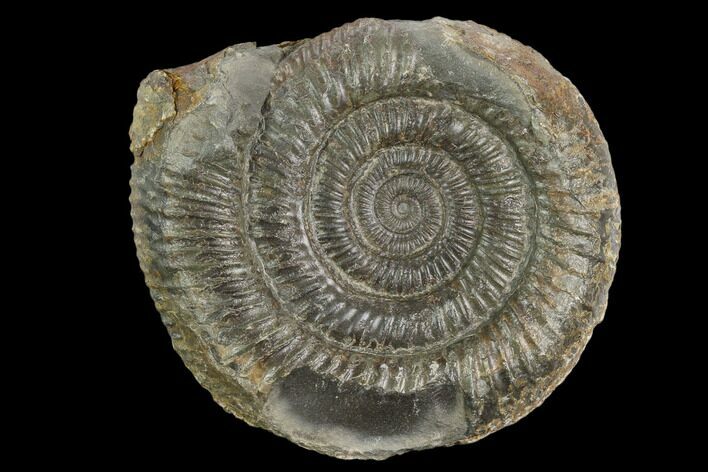 Ammonite (Dactylioceras) Fossil - England #127492